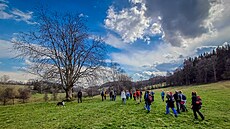 Vysoký javor klen u silnice vedoucí z Rychnova nad Malí na Malonty ukazuje,...