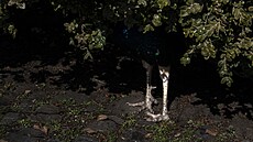 v zahradách Pra�ského hradu �ije jediný páv. Zahradníci mu �íkají Karel.