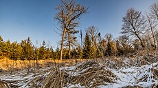 V lese Na Haltýi v hradeckých Svinarech vyschl mokad. (18. února 2025)