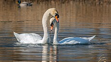 Láska a za hrob? Kdepak, v pírod platí zákon silnjího a perspektivnjího...
