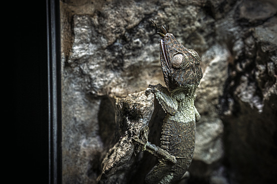 Liberecká zoo slav­ úspÄch s odchovem ohrožen©ho gekona ploskorepa Henkelova
