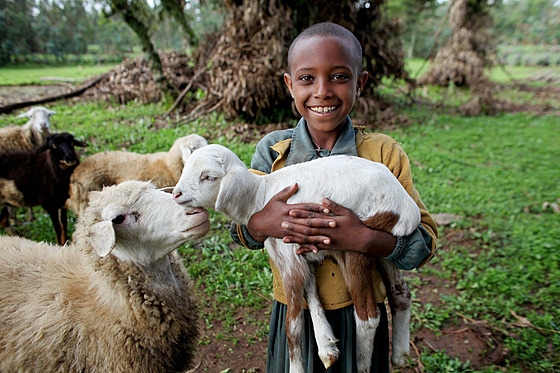 Darujte nad�ji: Velikono�ní beránek, který m�ní �ivoty v Etiopii