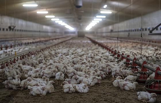 Tisíce ku�at na dr�be�í farm� v polském m�st� Kondrajec Panski nedaleko...