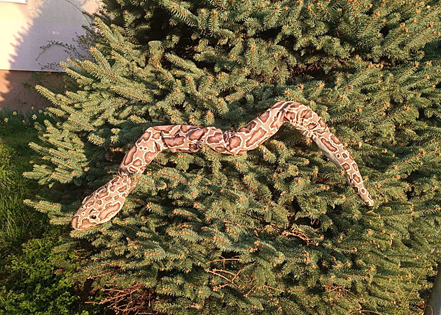 Plyový had vydsil obyvatele Prostjova. Stránici ekli, e z dálky skuten...