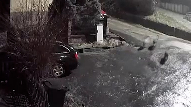 VIDEO: Poblíž Vyškova se objevili vlci, smečka se za tmy potulovala vesnicí