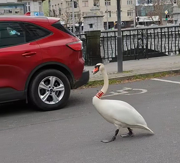 Labuák známý jako Trenér se neekan vrátil na eku Radbuzu, kde má ve zvyku...