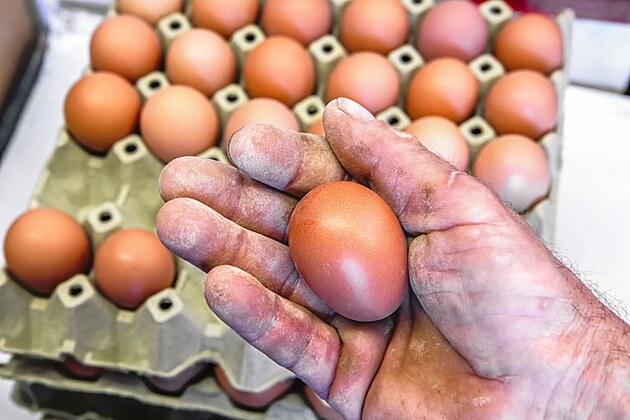 Dejte svobodu slepic�m a ony se v�m odvd���