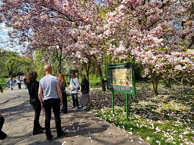 Magnolie a turisté