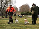 Na kynologick akci nechybli ani zstupci terir.