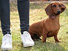 Na kynologick akci ve Svtnov byli k vidn tak jezevci, a to v rznch...
