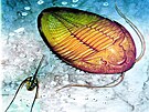 Trilobit Birmanites kumato, jak ho namaloval Jan Sov�k.