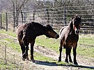 Krom� pratur� se krnovskou pastvinou proh�n�j� tak� divoc� kon�.