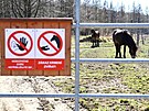 Krom� pratur� se krnovskou pastvinou proh�n�j� tak� divoc� kon�.