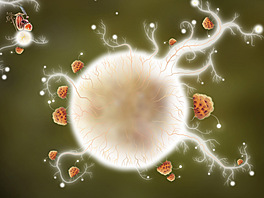 Botanicula