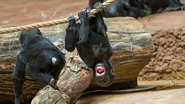 Hry dvou mal�ch goril�ch sester pat�� aktu�ln� k�nejl�kav�j�� pod�van� v�Zoo Praha.