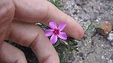 ilustra�ní snímek