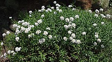 ilustra�ní snímek