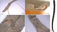 Kusy vanilky objevené ve Vladislavském sále