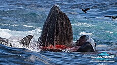 P�es 60 kosatek zaúto�ilo na plejtváka obrovského v západní Austrálii. (8....