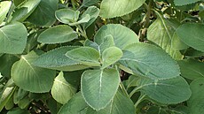 Plectranthus barbatus