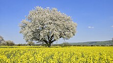 Jaro je oficiáln� tady � a Starbucks ho vítá stylov�!