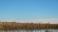 Kopa�ki rit v Slavonii je rozsáhlá ba�inná oblast, známá svou bohatou flórou a...