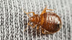 Pronajímatel je povinen zajistit, aby byl byt zp�sobilý k u�ívání a aby...