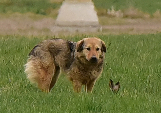 Fenka Libi byla msíc na útku. Kdy ji chytili a vrátili majitelm, utekla...