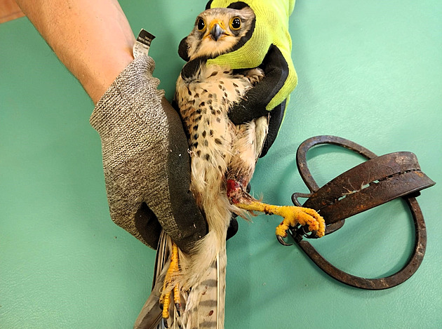 O svátením víkendu pijali v Záchranné stanici v Bartoovicích potolku...