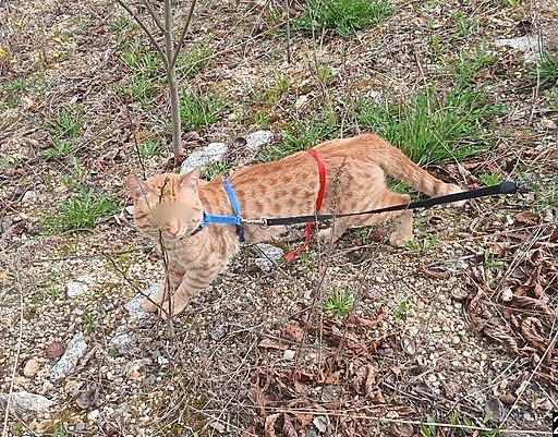 Do pepravní bedny dostali agresivního kocoura a pivolaní stráníci mstské...