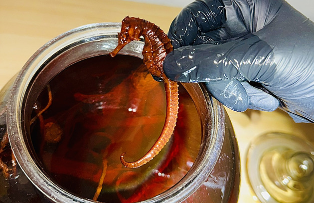 Celníci objevili v prodejn potravin v Rokycanech naloené moské koníky.