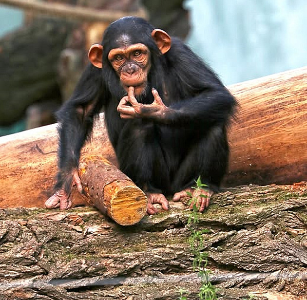 Hvězda plzeňské zoo má vážné zdravotní problémy, podstupuje biologickou léčbu
