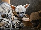 V dvorsk zoo se narodilo pt hyenek hivnatch.
