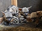 V dvorsk zoo se narodilo pt hyenek hivnatch.