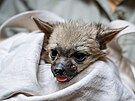 Veterinrn kontrola hyenek hivnatch (23. dubna 2025)