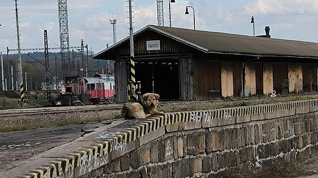 Fenka Libi byla msc na tku. Kdy ji chytili a vrtili majitelm, utekla znovu.