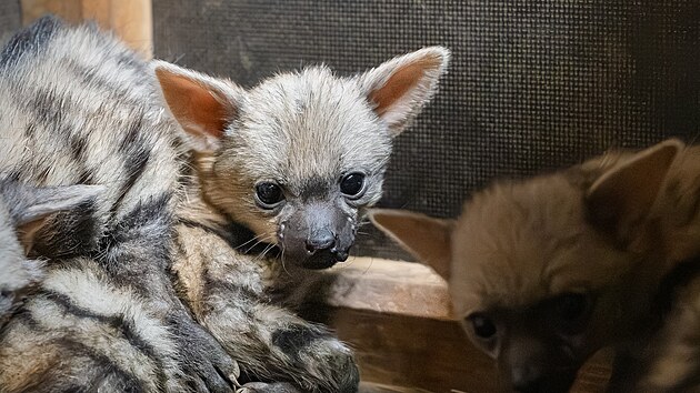 V dvorsk zoo se narodilo pt hyenek hivnatch.