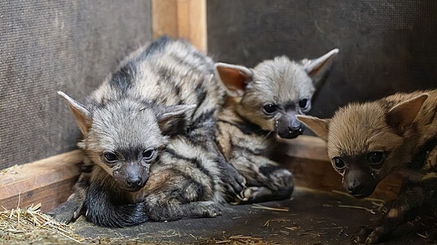 V dvorsk zoo se narodilo pt hyenek hivnatch.
