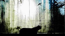 Fotografie Zasklený gepard zvít�zila v sout�i Czech Nature Photo v sekci...