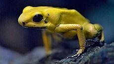 Pralesni�ka stra�ná