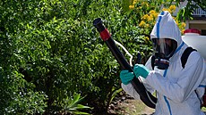Epidemie nemoci chikungunya v posledních m�sících zu�uje obyvatele ostrovu...