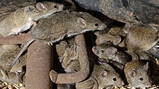 Jako nezdolná mra�na. My�i byly v roce 1917 nezastavitelné. A extrémn�...