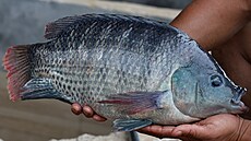 Tilapie nilská (24. dubna 2025).