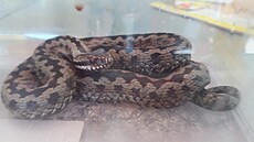 Na snímku je odchycená zmije.