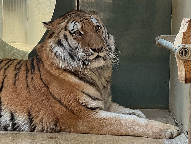 První plaché krůčky. Tygr zabavený z nepovoleného chovu zkoumá výběh v zoo
