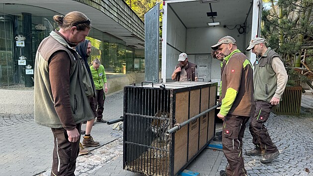 Transport tygra ussurijskho probhl bez vtch komplikac.