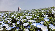 Svatební focení v japonském m�st� Hitachinaka (19. dubna 2025)