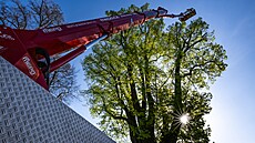 U fary v Horním Mar�ov� lesníci o�et�ují lípu srd�itou. Stromu hrozilo...