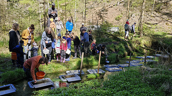 Do severo�eských �ek se vrátilo p�ed 40 tisíc losos� a pstruh�