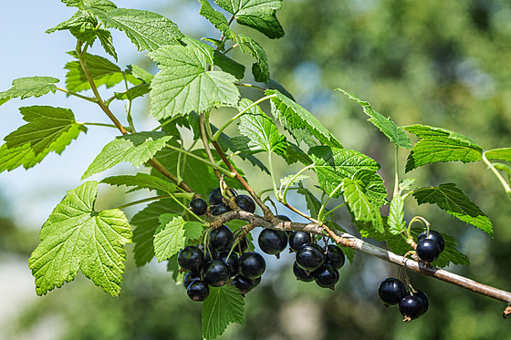 erný rybíz dopluje antioxidanty, podporuje  vyluování vody z organismu,...